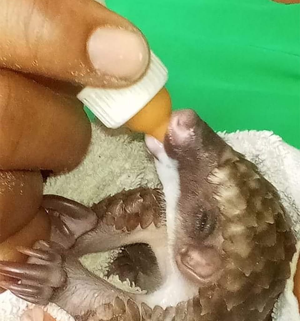 Pequeño pangolín rescatado