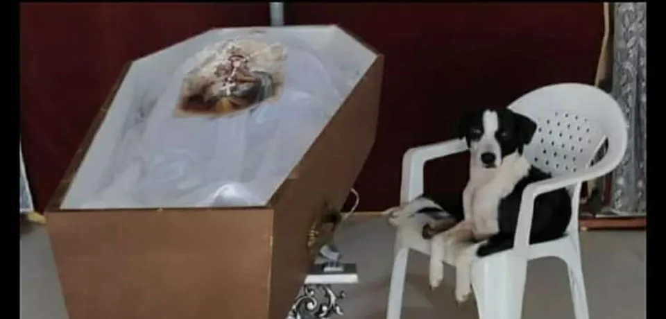 Perrito no se aleja de su padre fallecido