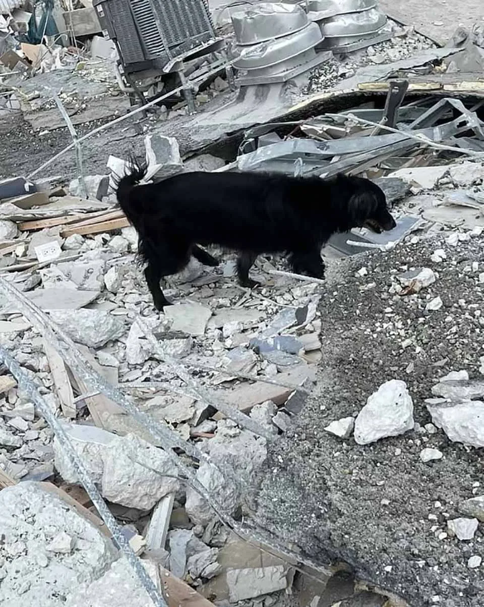 Perro de rescate