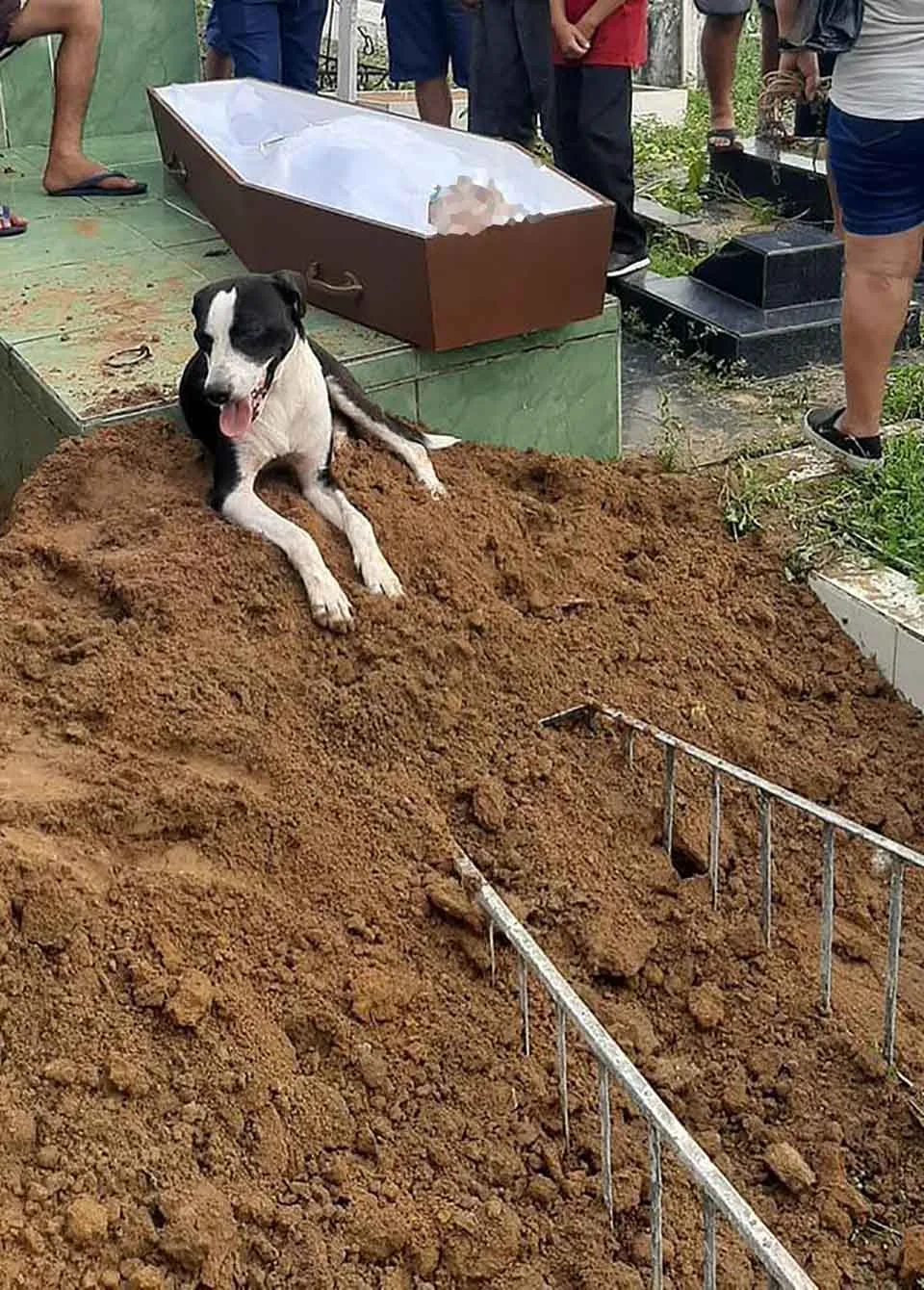 Perro no abandonó a su familiar fallecido