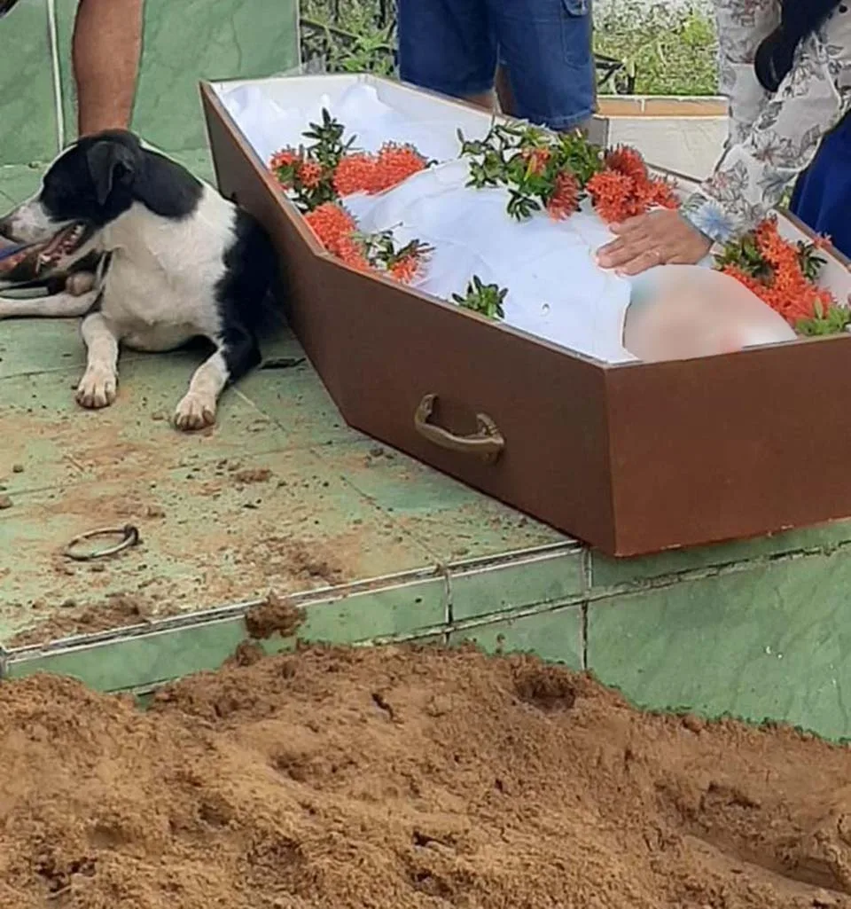 Perro no se aleja de su ser querido