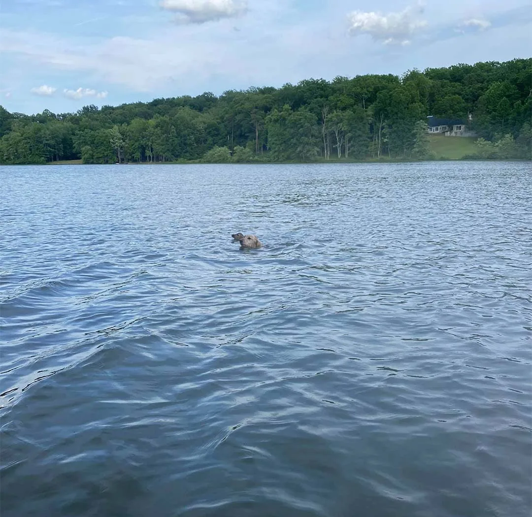 Perro salva a ciervo