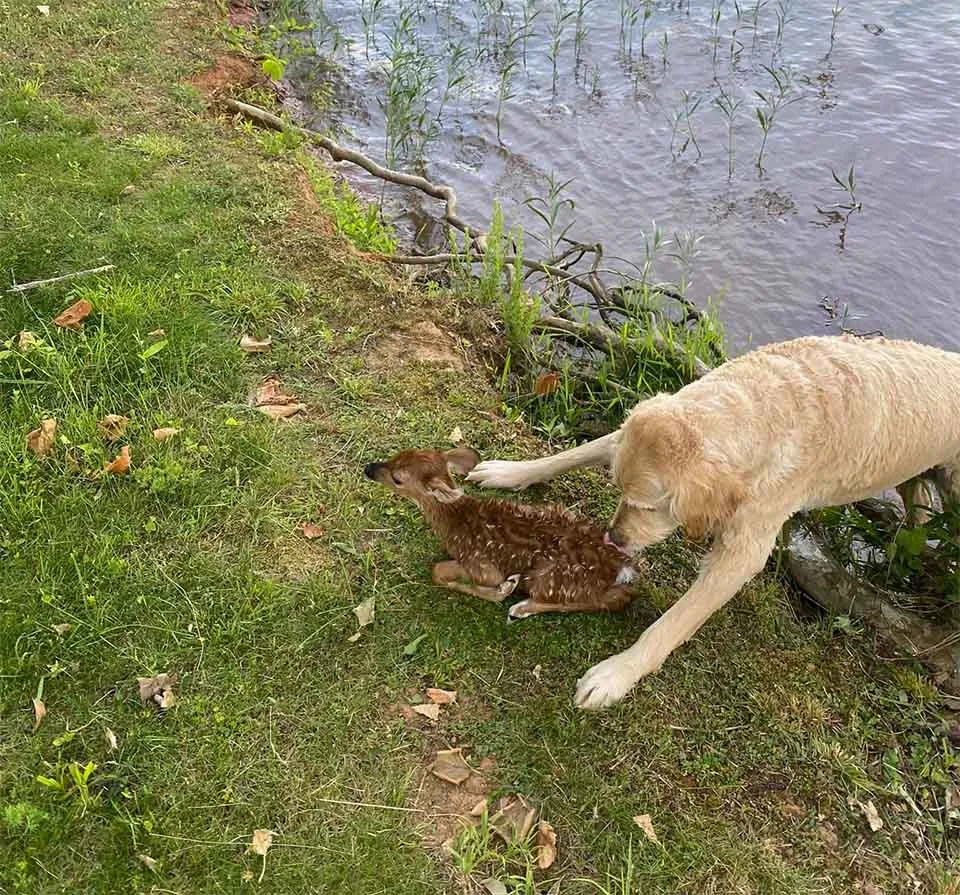 Perro salva un ciervo