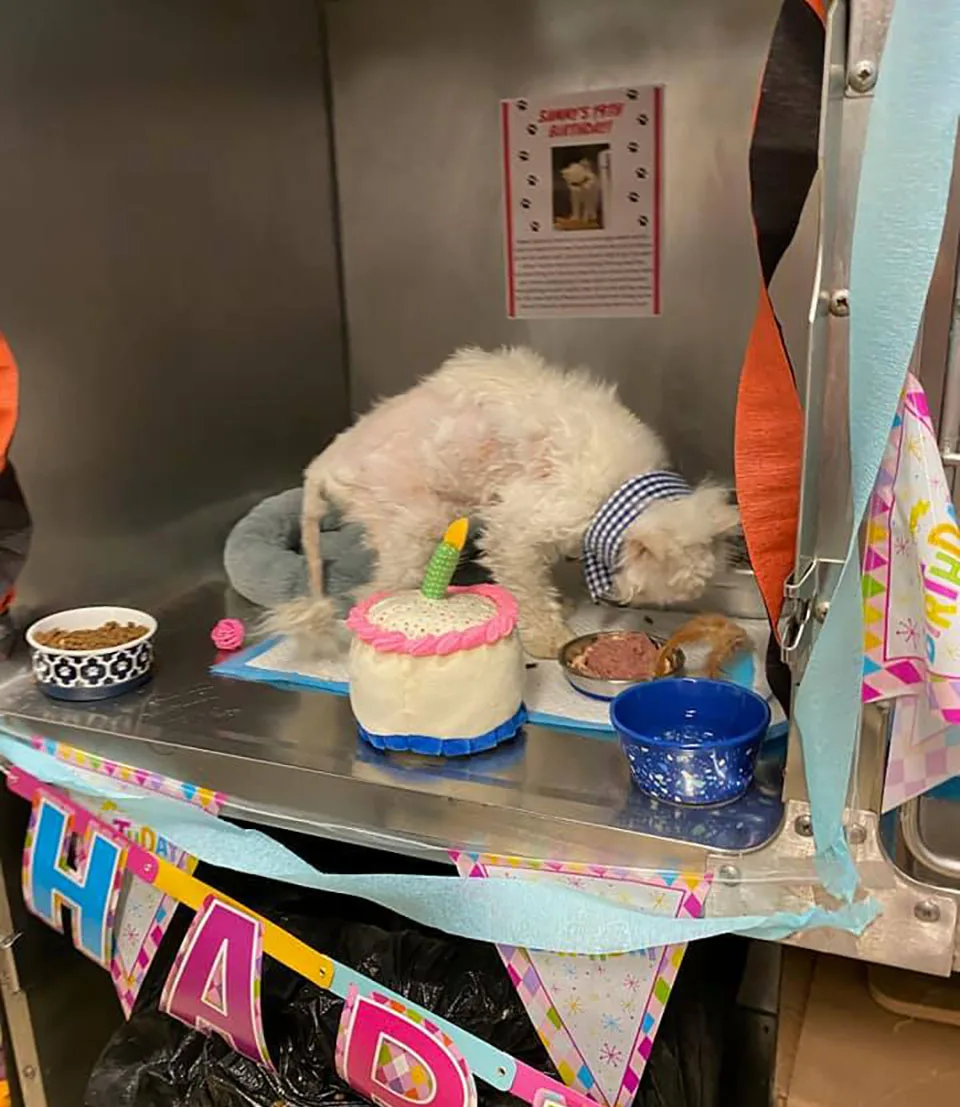 Refugio organiza fiesta Sammy