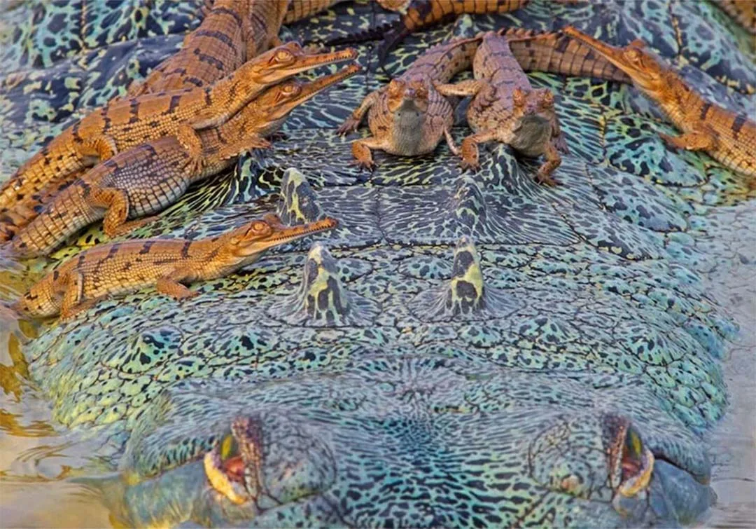 Reptil y sus bebés