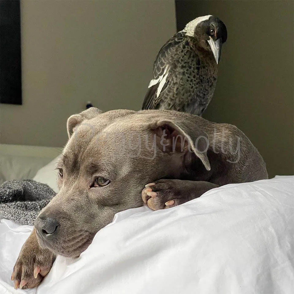 Urraca y perrita