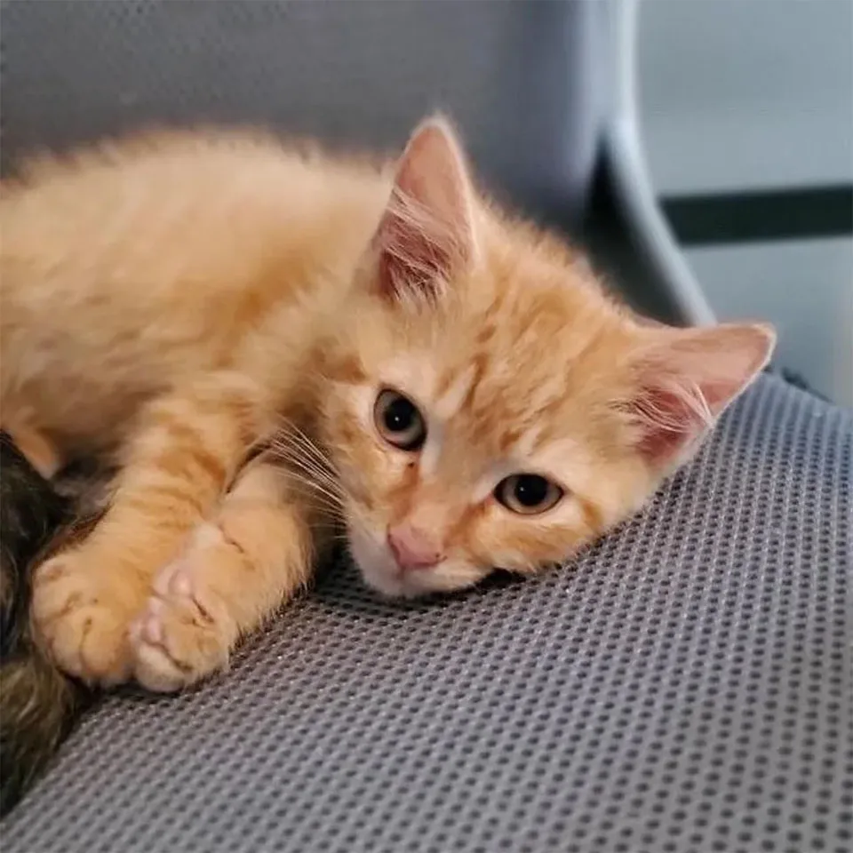 Adorable gatito rescatado