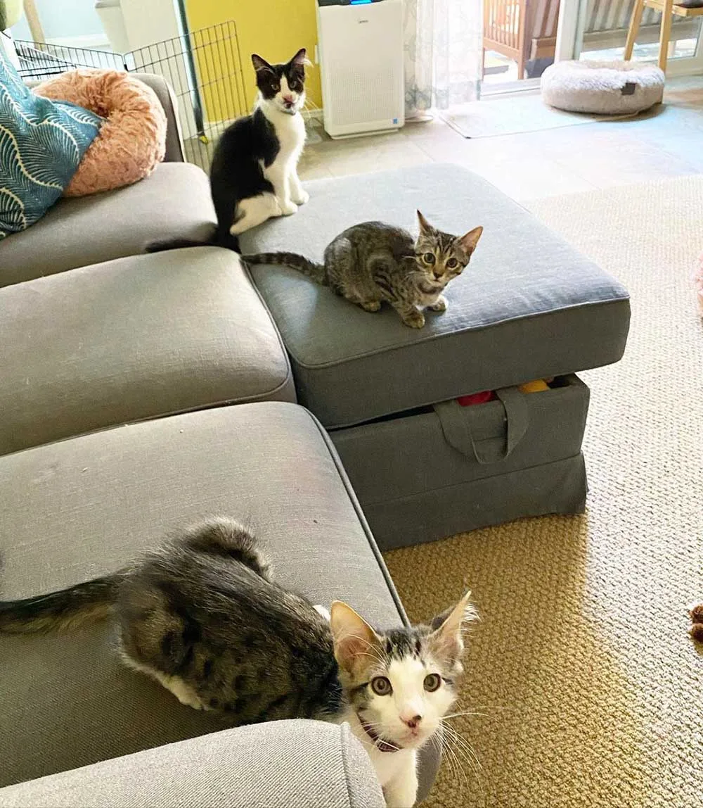 Adorables gatitos