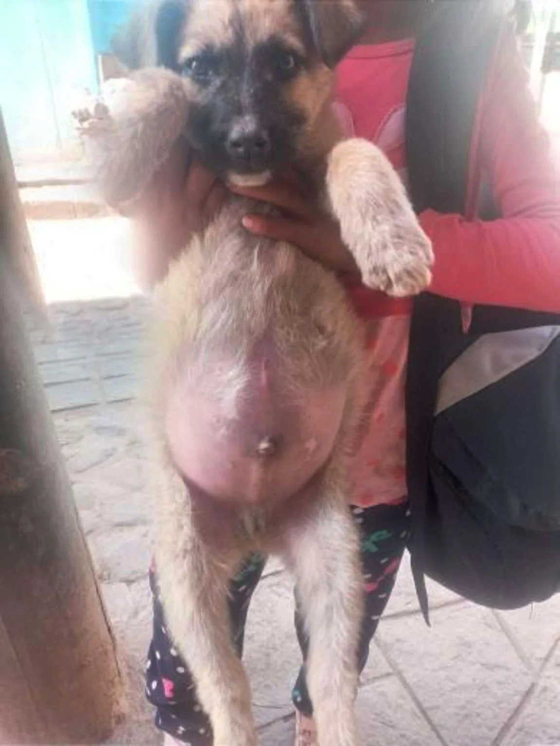 Cachorro recibe bienvenida más dulce