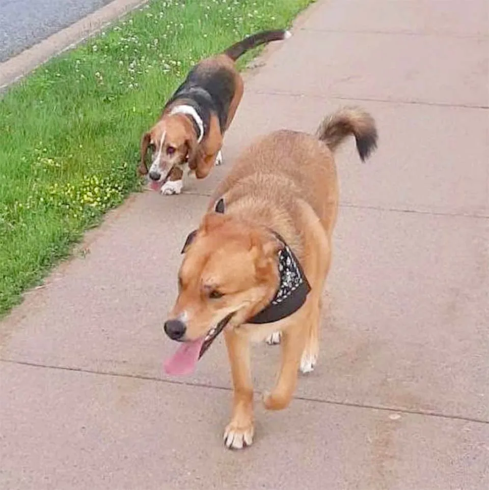 Dos perros caminando