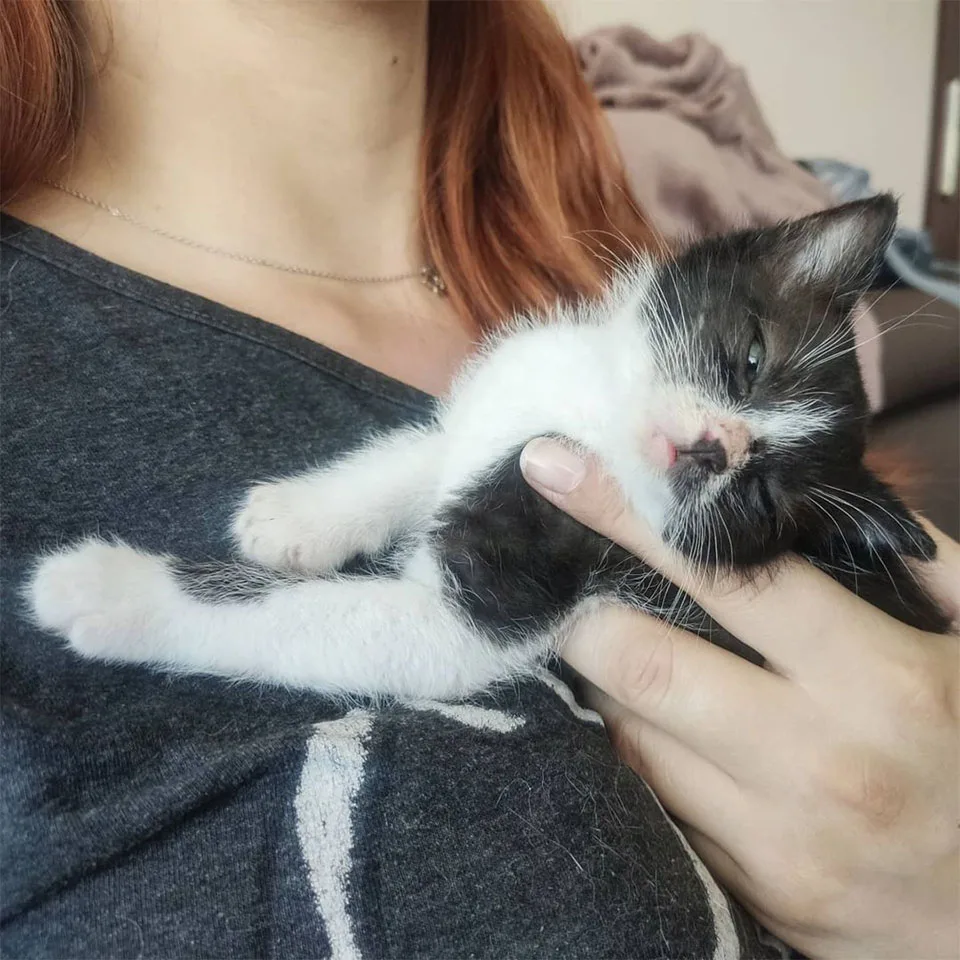 Dulce gatito rescatado