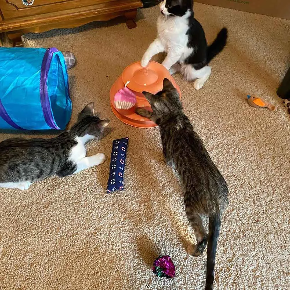 Familia fue a adoptar gatitos