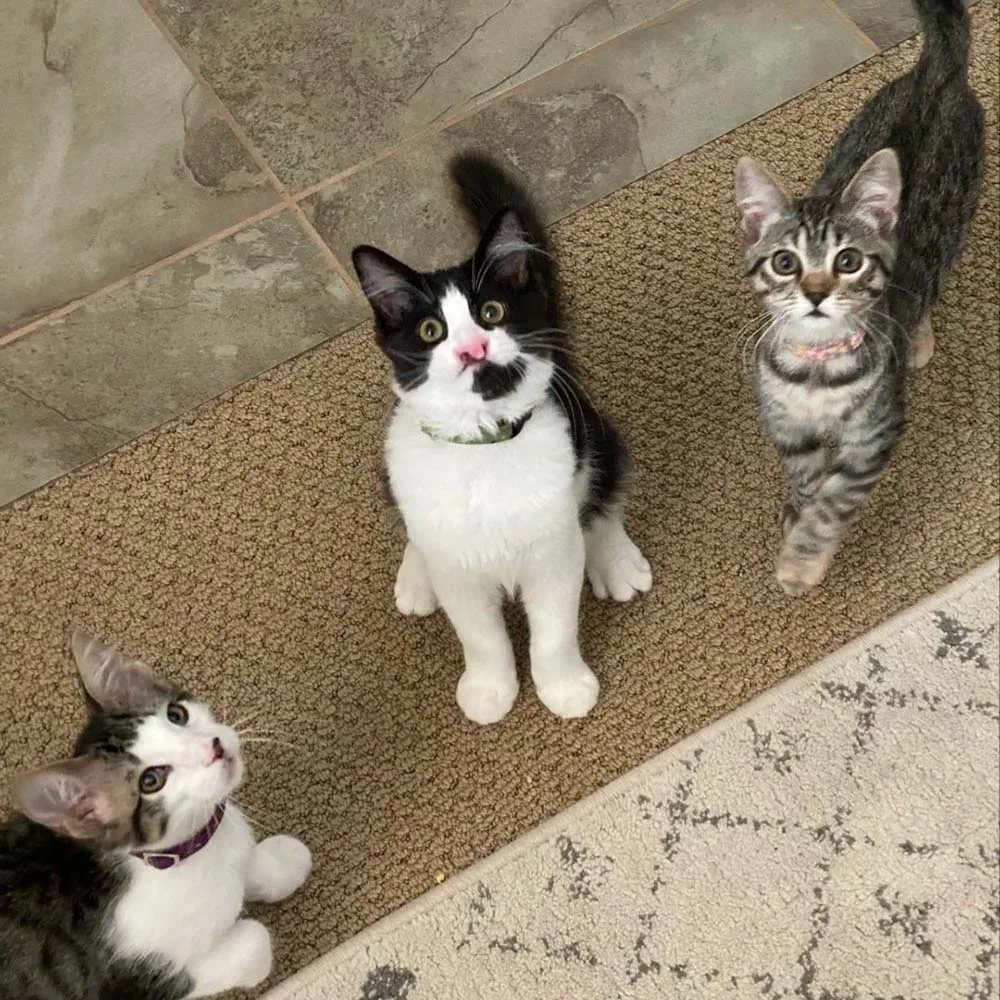 Familia no pudo separar a estos tres gatitos
