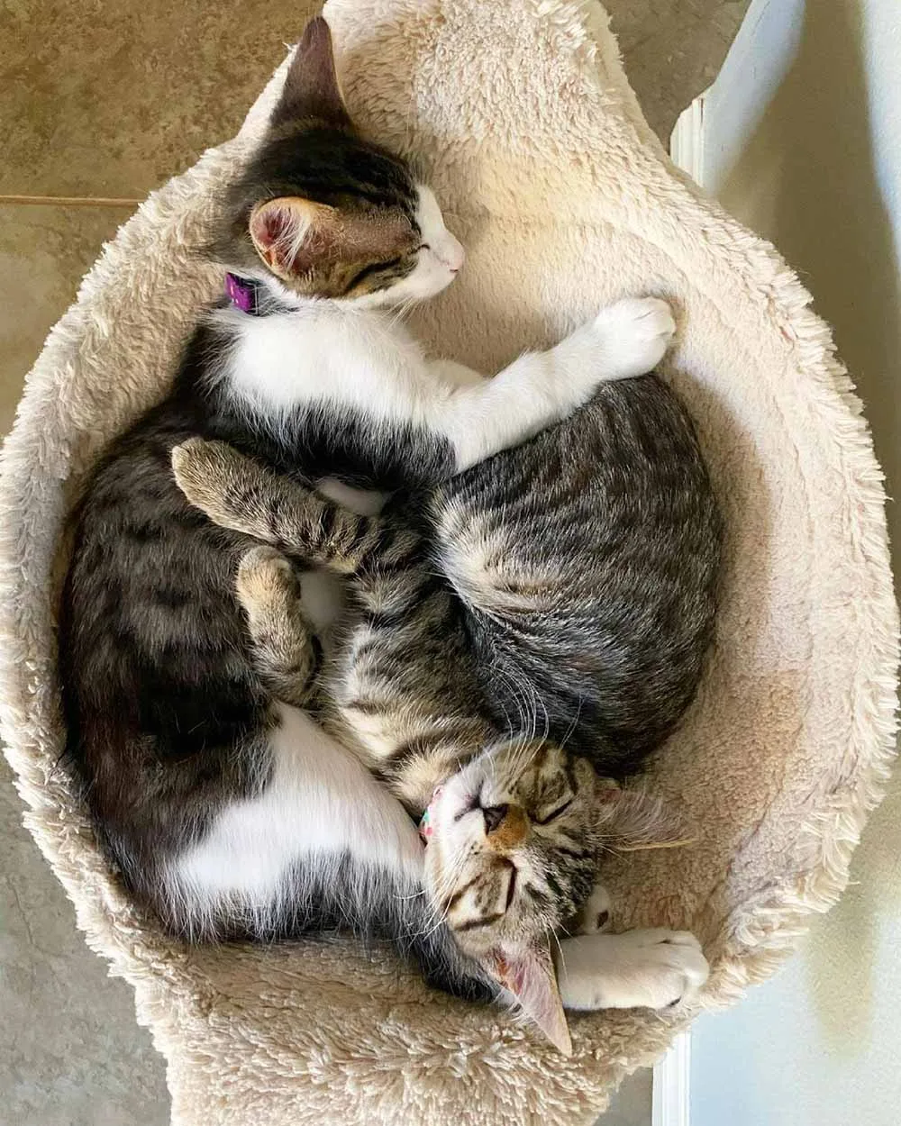 Felinos toman una siesta