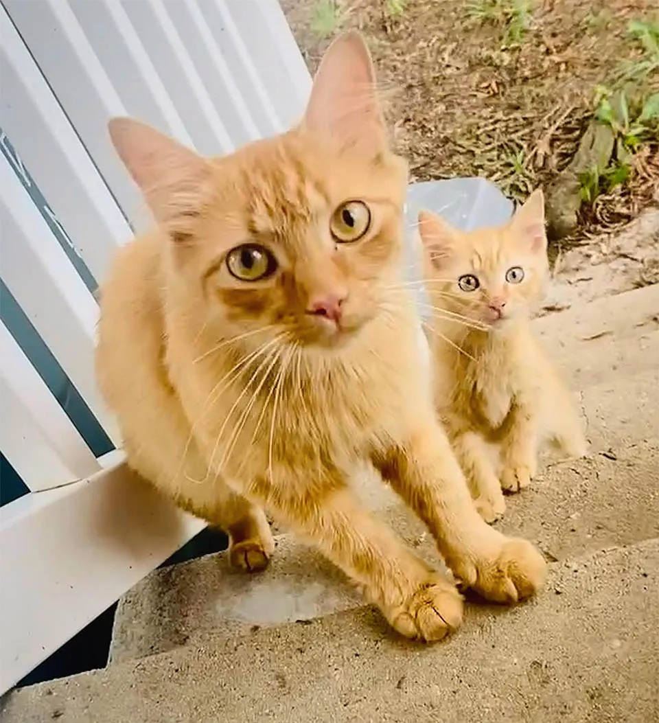 Gata trae gatito