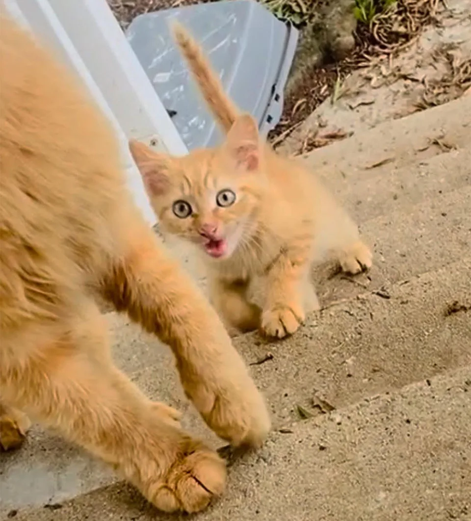 Gata trae gatito