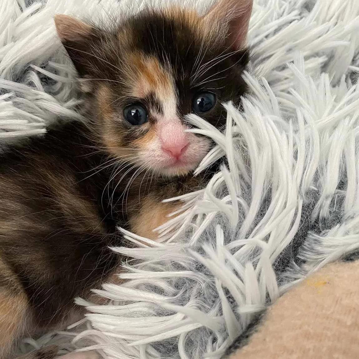 Gatita rescatada