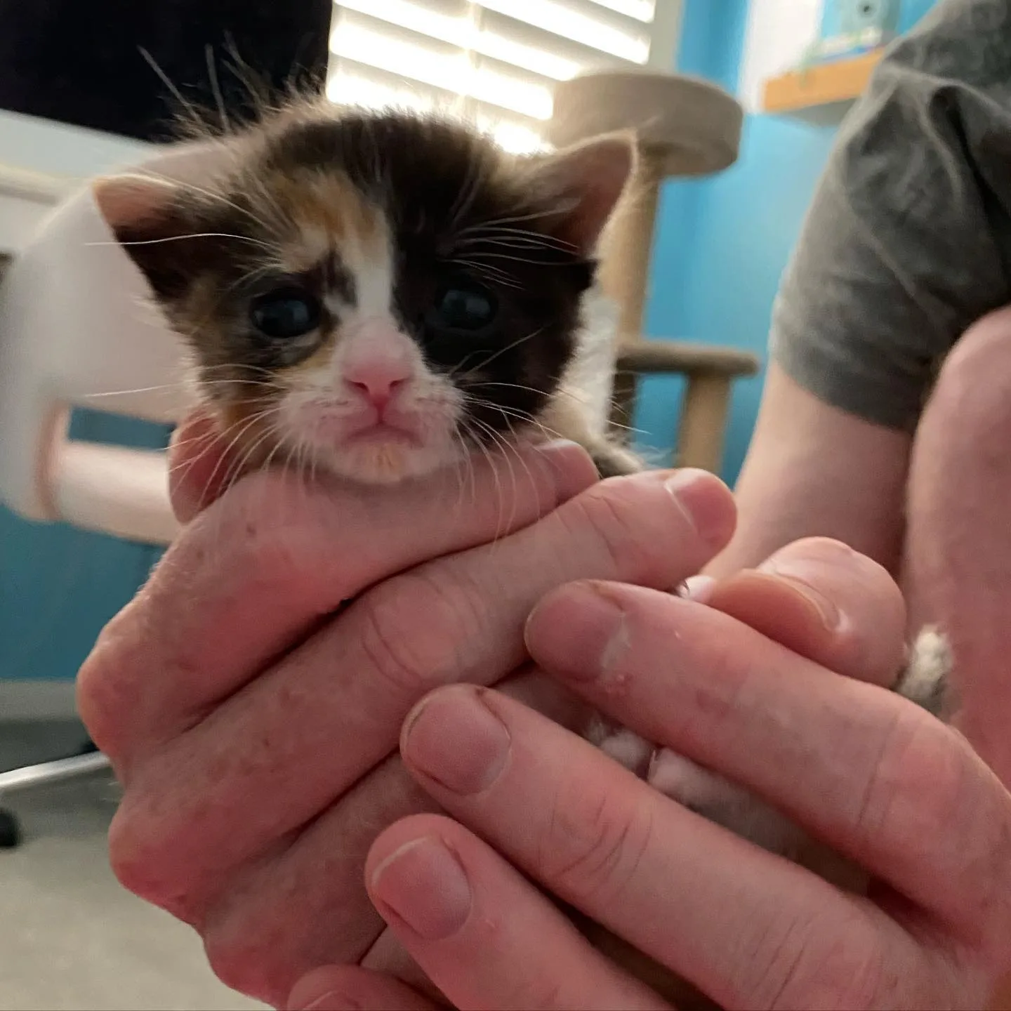 Gatita consentida