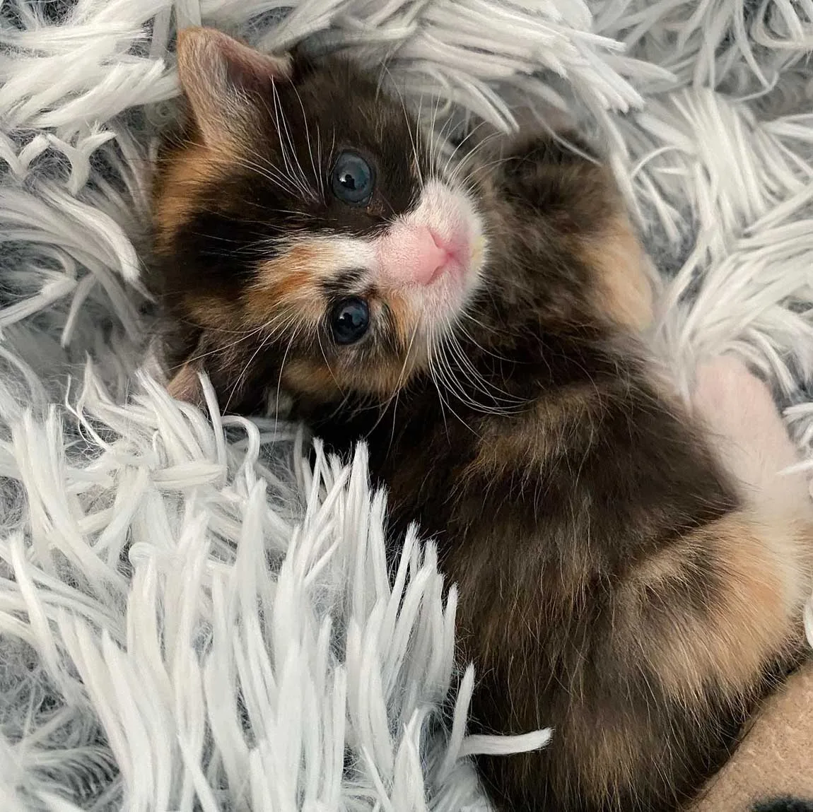 Gatita está tan feliz