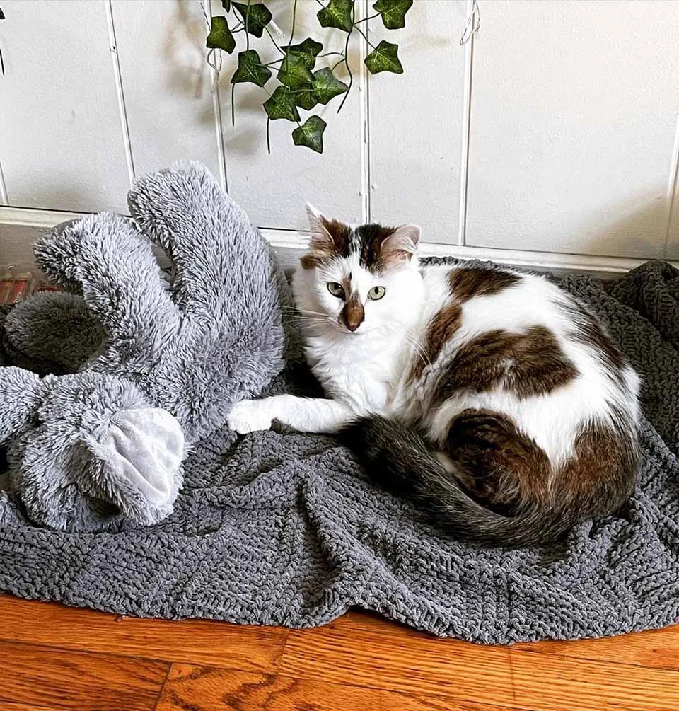 Gatita no puede creer que todo esto sea para ella