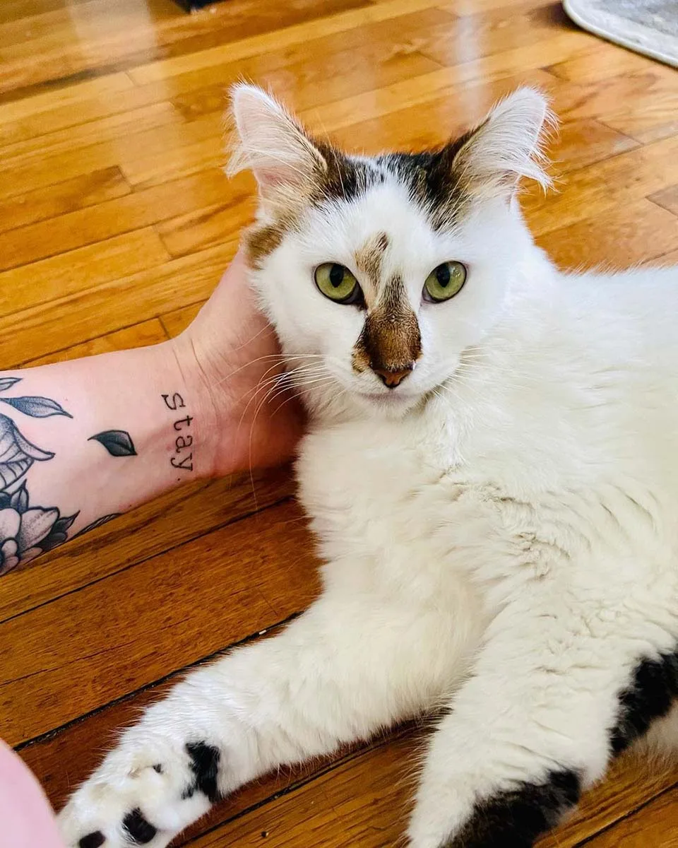 Gatita que nunca ha tenido un hogar