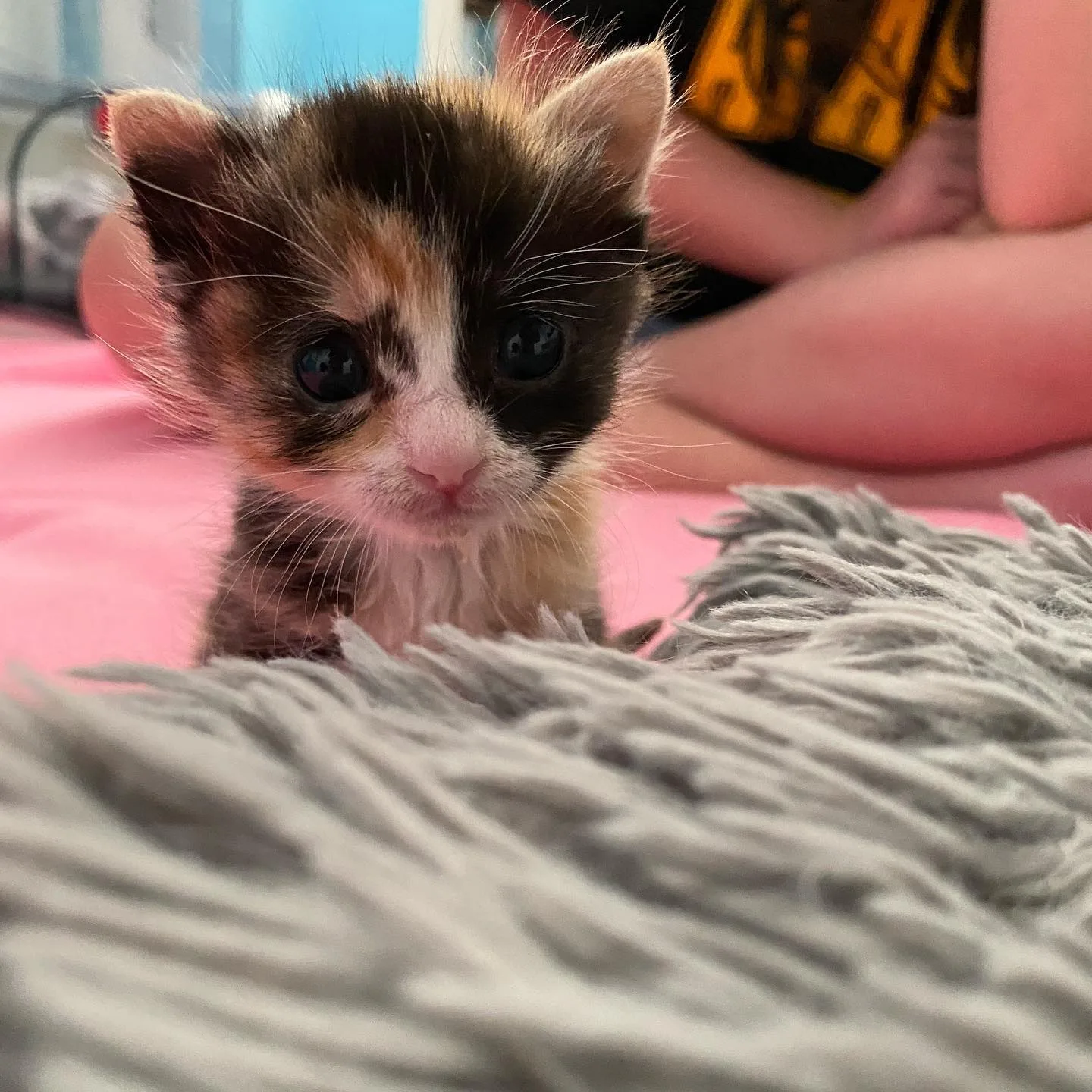 Gatita traviesa