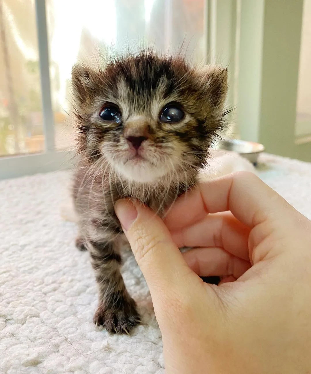 Gatito atigrado