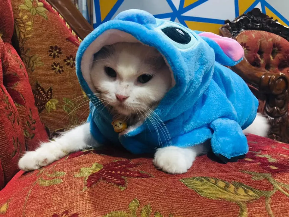 Gatito con abrigo