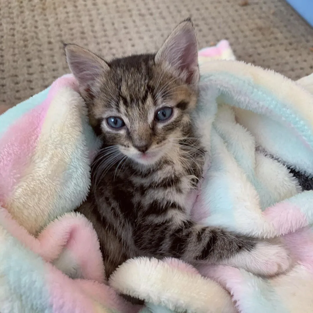 Gatito de tres patas le demuestra a todos lo que puede hacer
