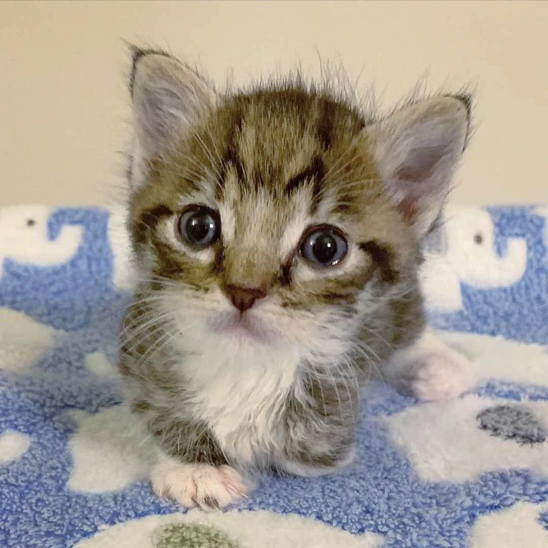 Gatito de tres patas