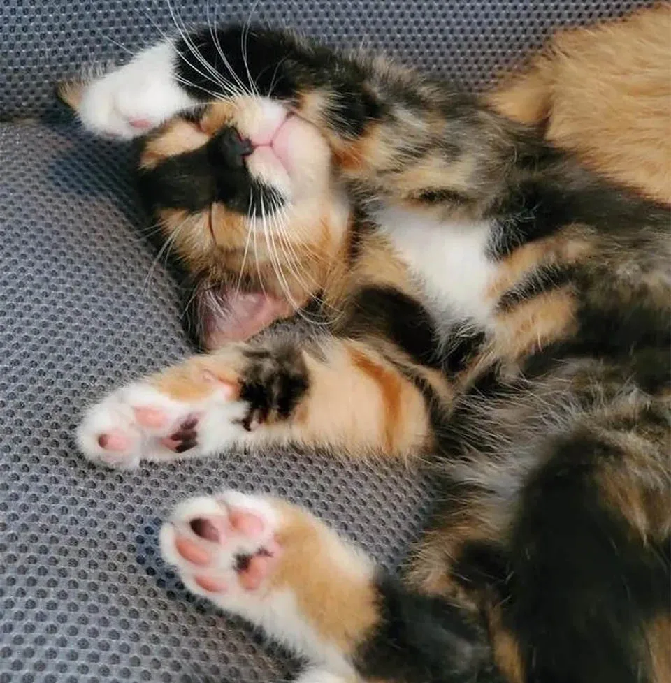 Gatito descansando