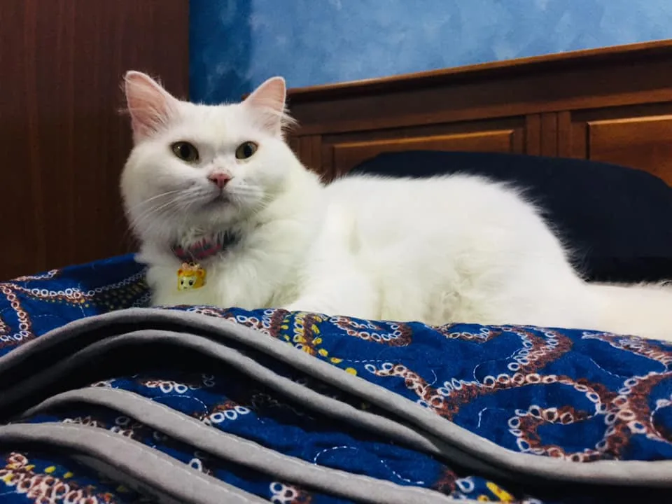 Gatito esponjoso