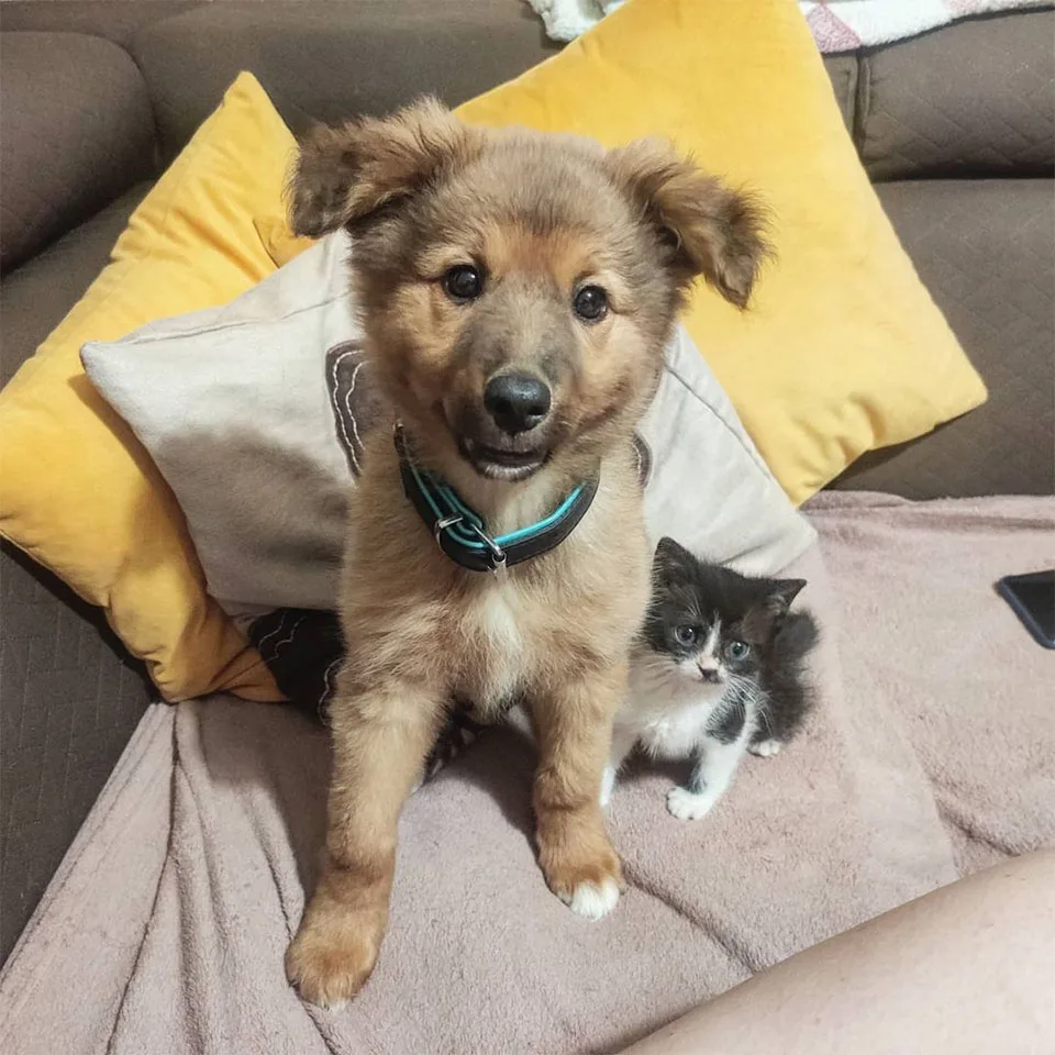 Gatito hace amigos