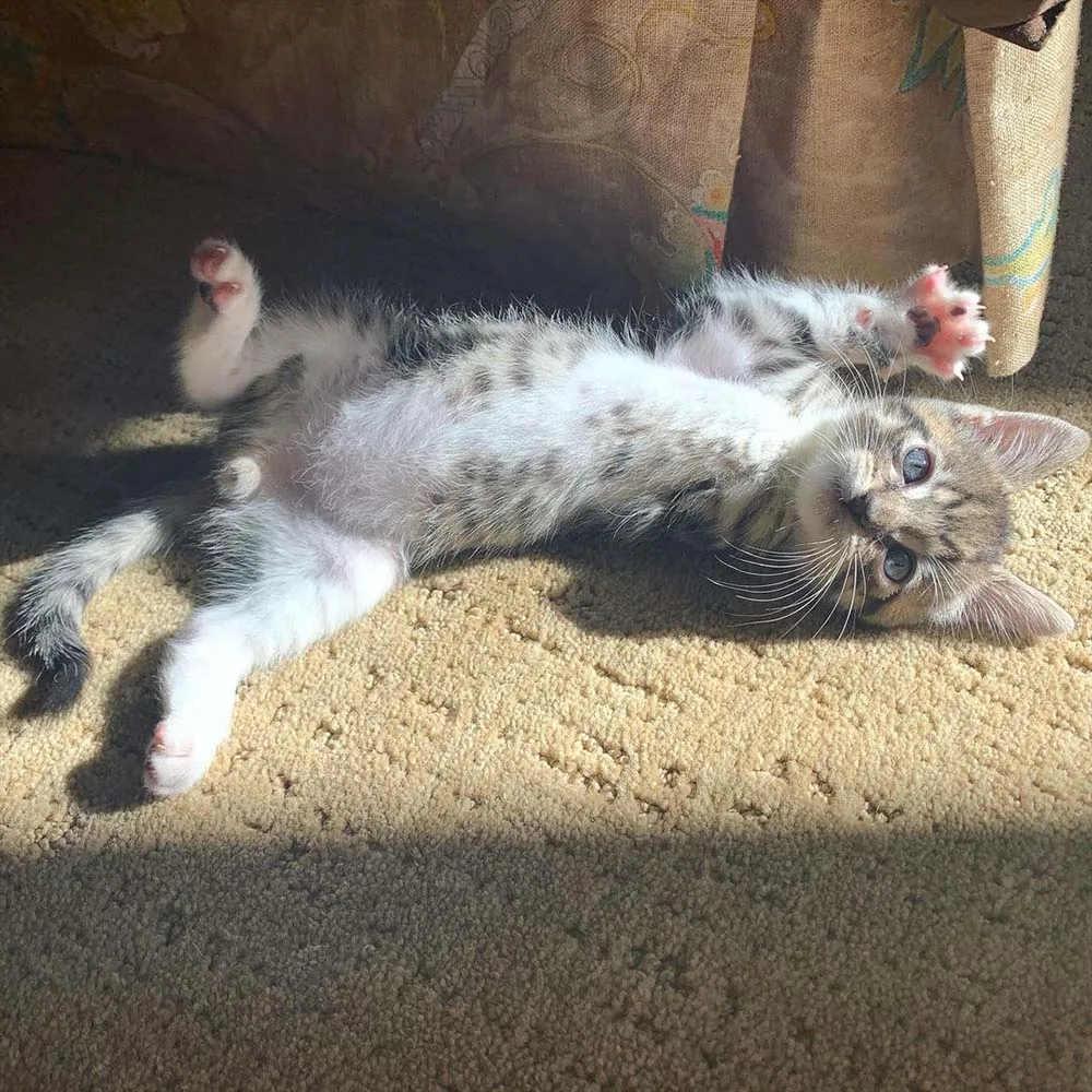 Gatito jugando