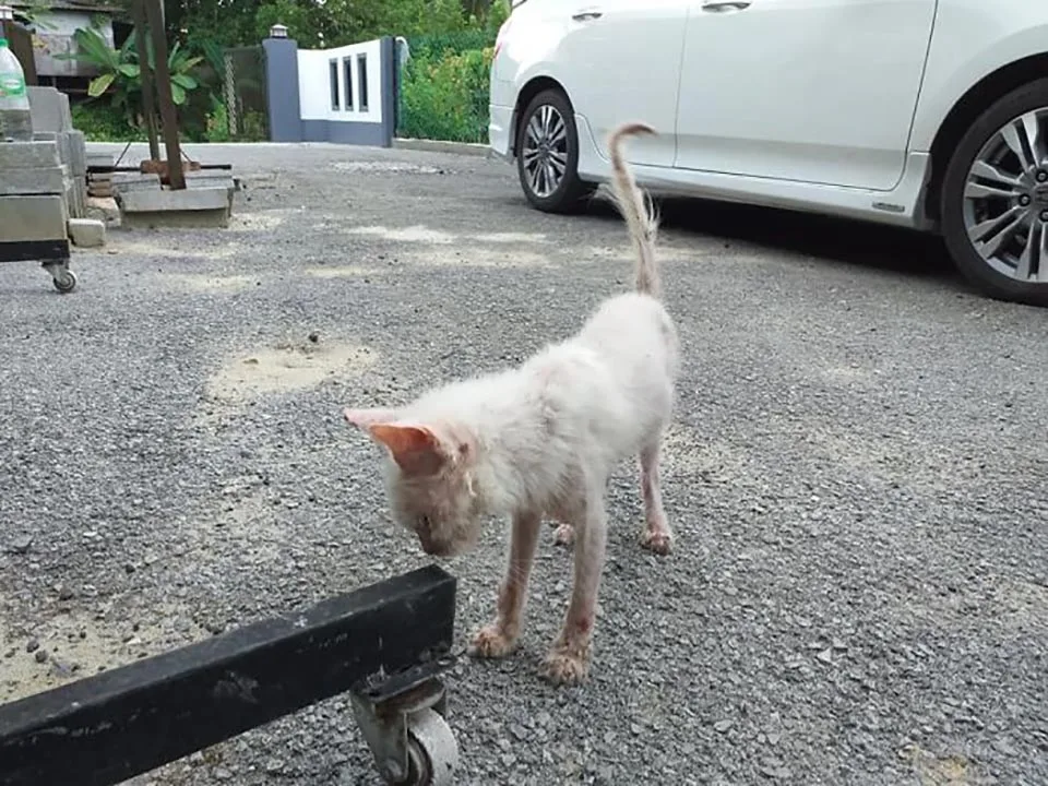 Gatito rescatado de las calles