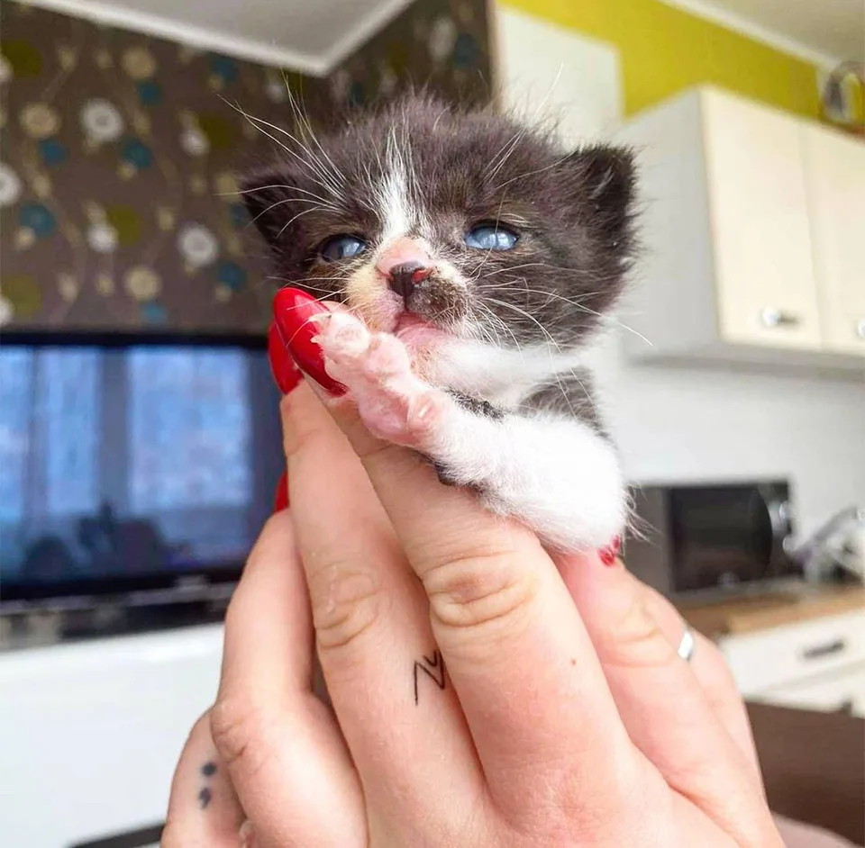 Gatito se hace amigo