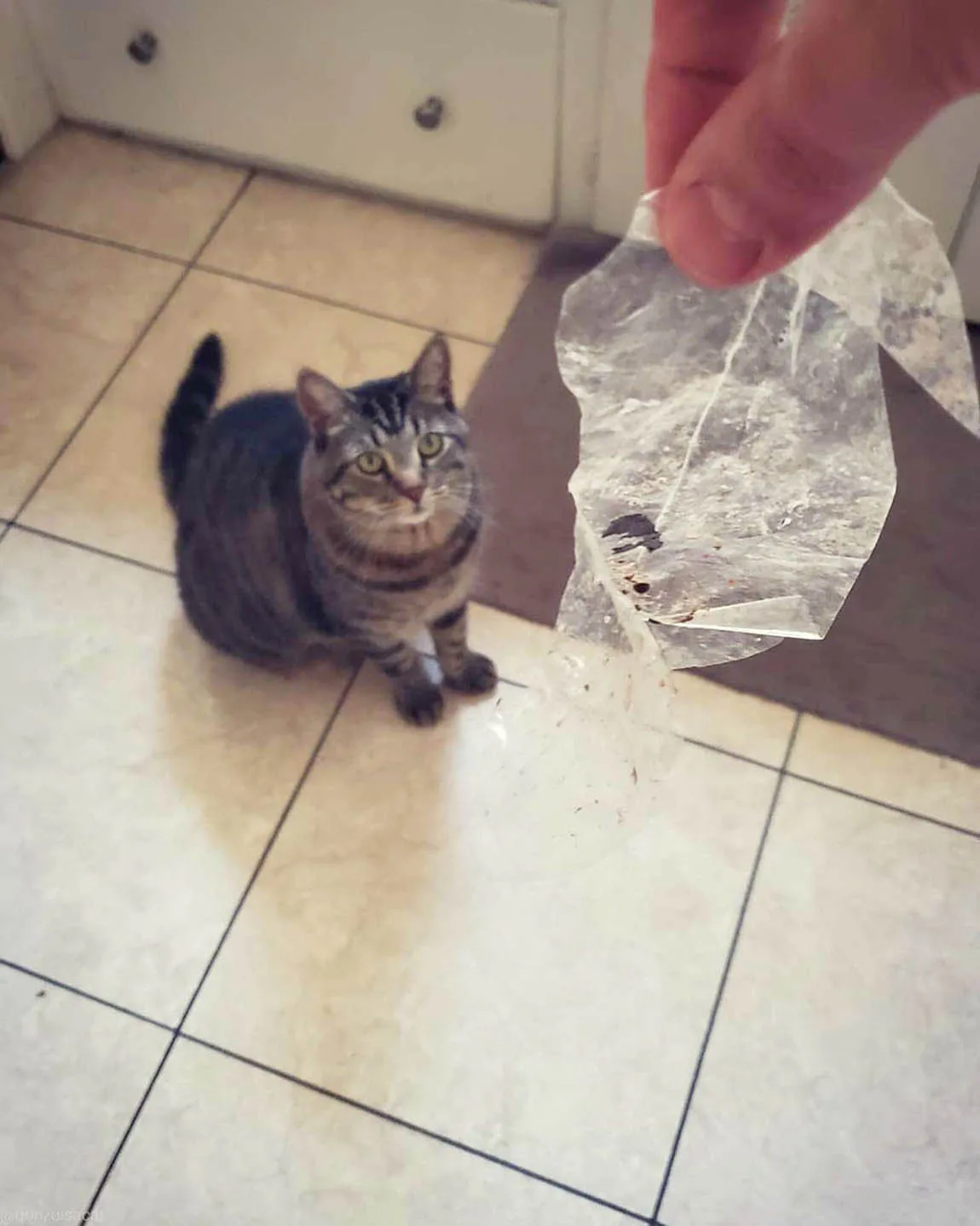 Gatito travieso