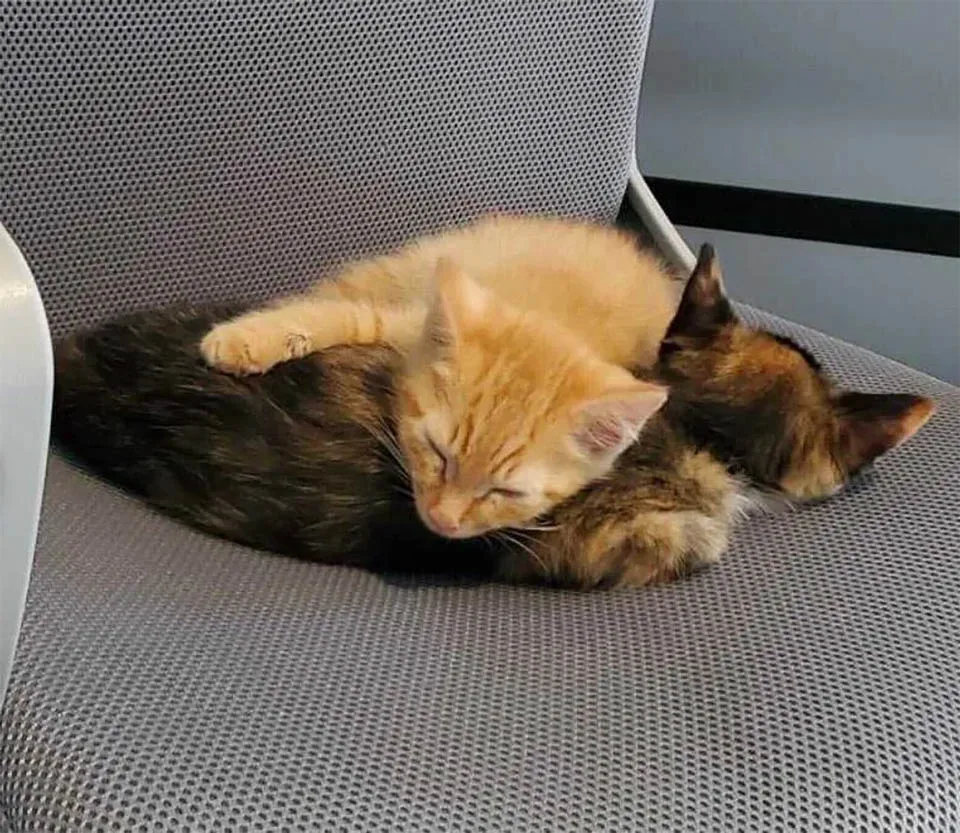 Gatitos abrazados