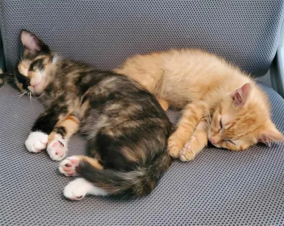 Gatitos descansando