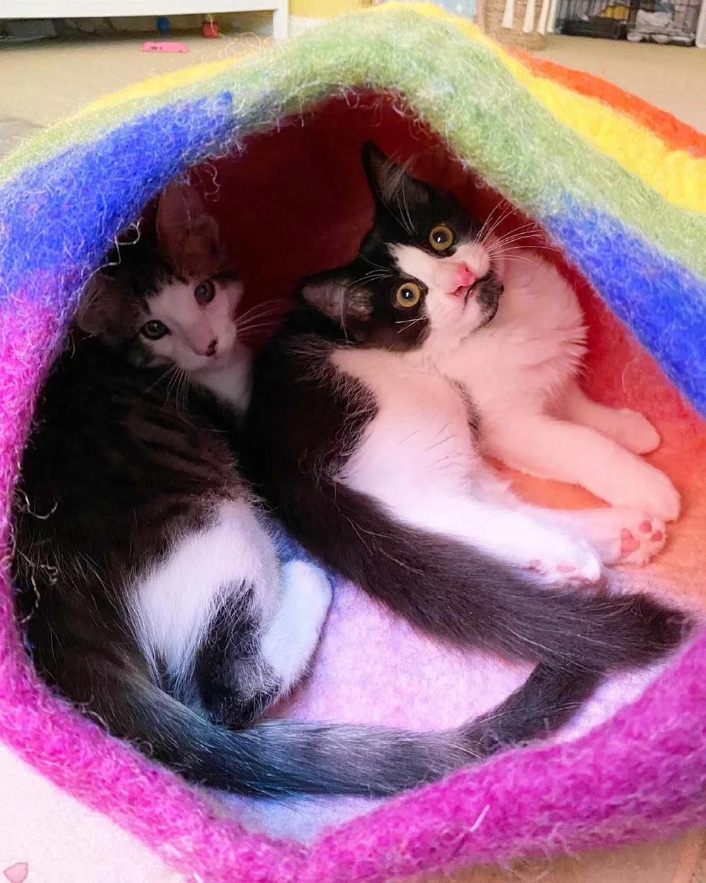 Gatitos en su camita