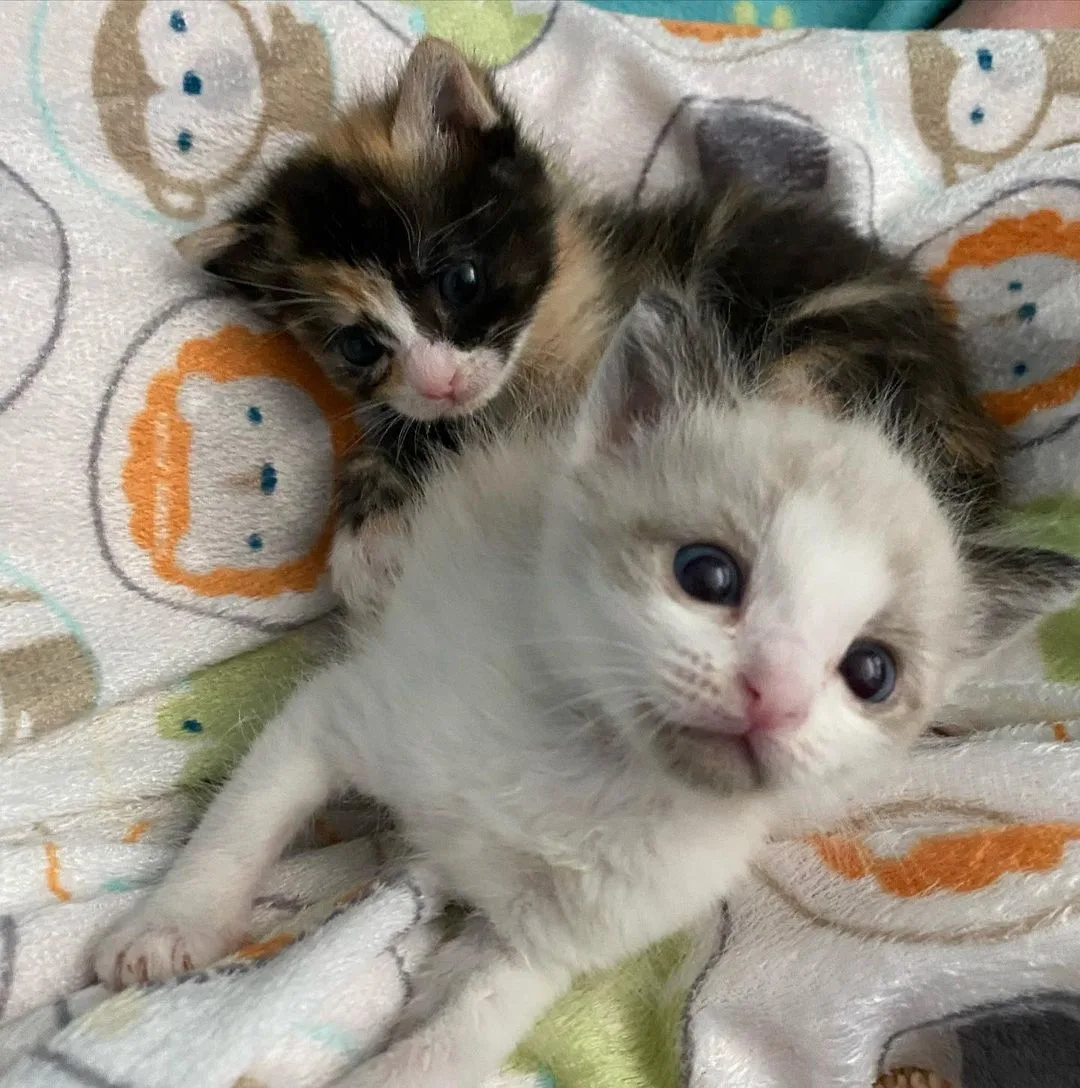 Gatitos jugando