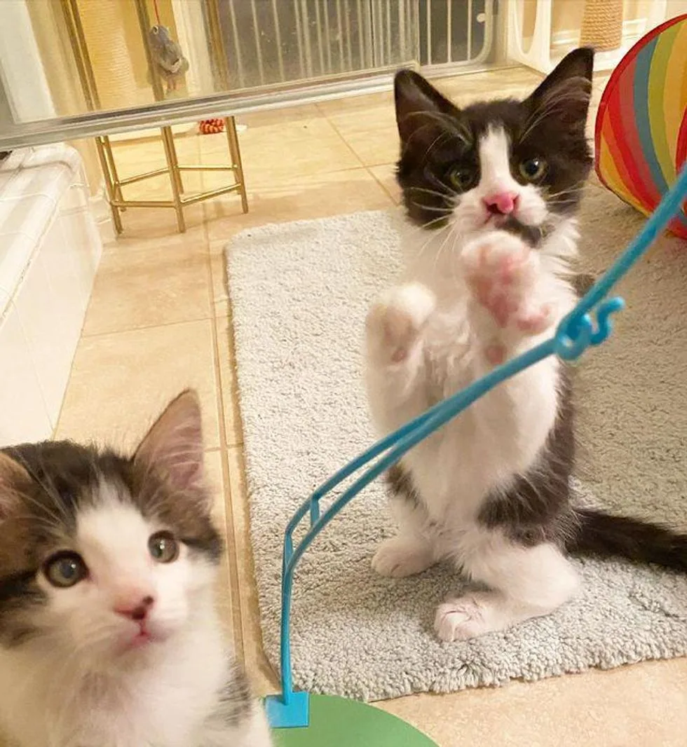 Gatitos traviesos