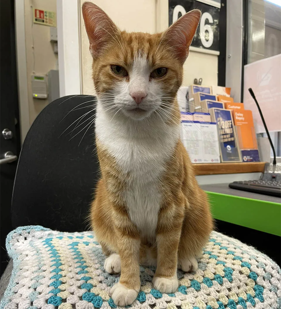Gato consigue trabajo en estación