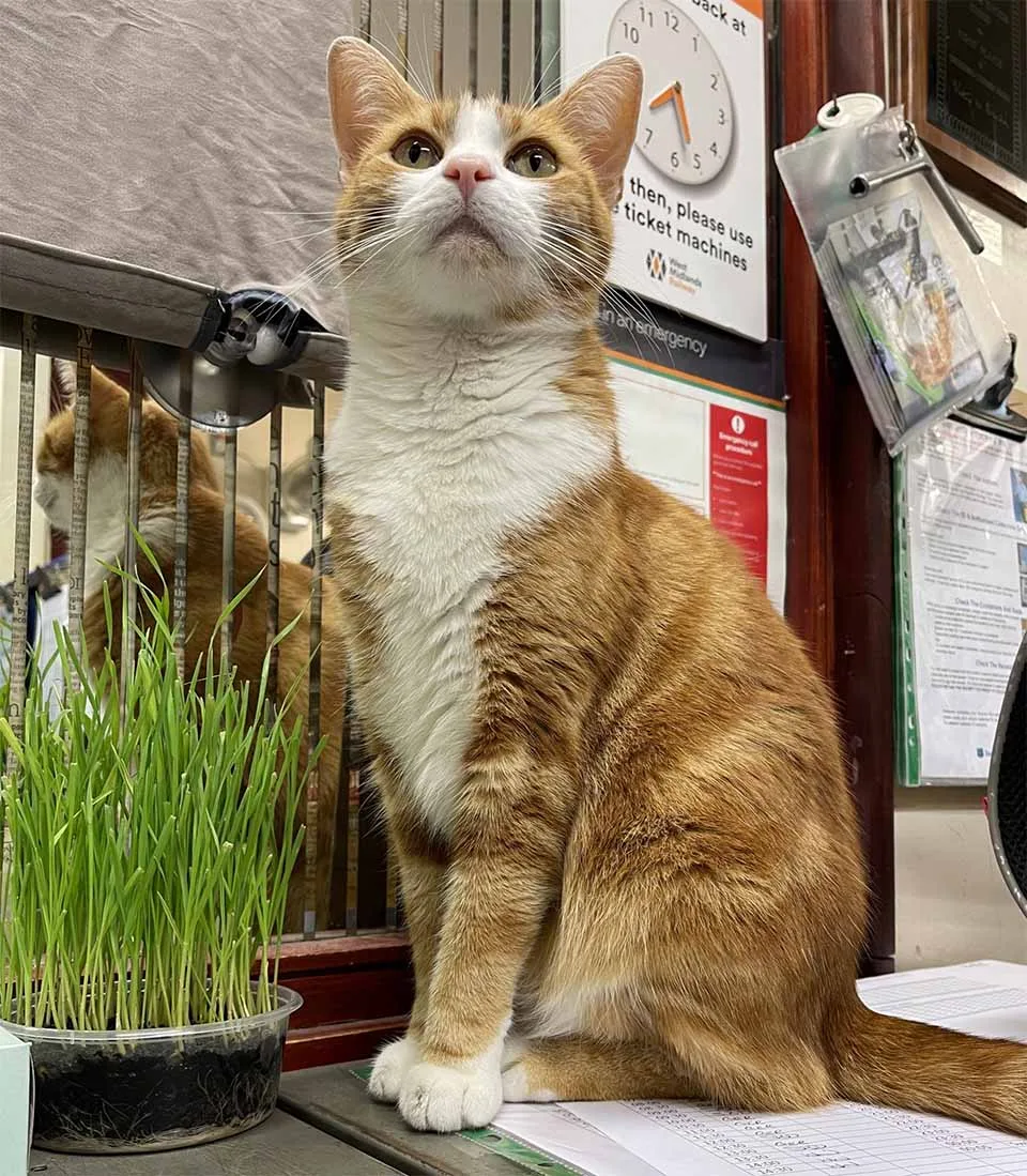 Gato consigue trabajo estación