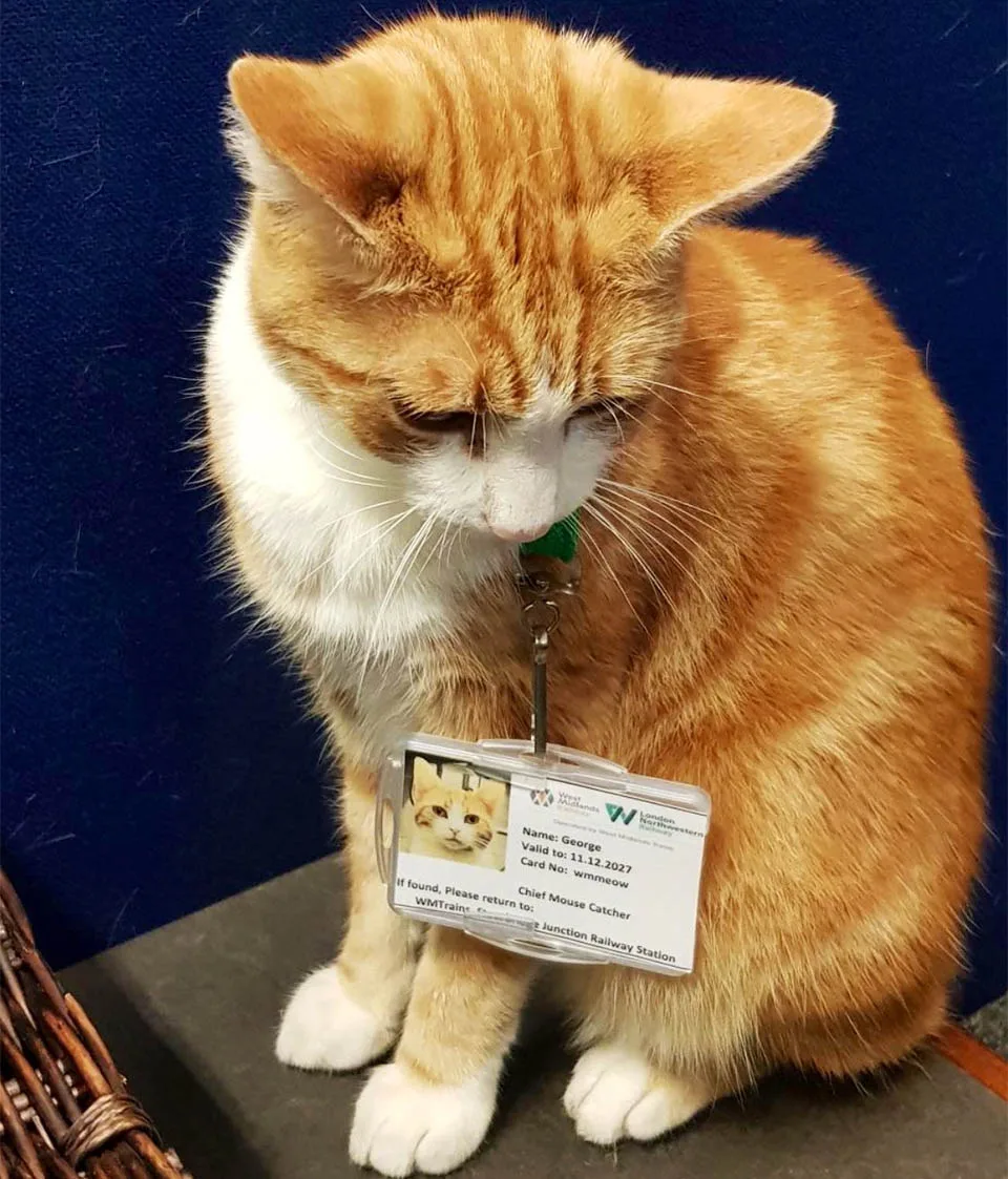 Gato consigue trabajo