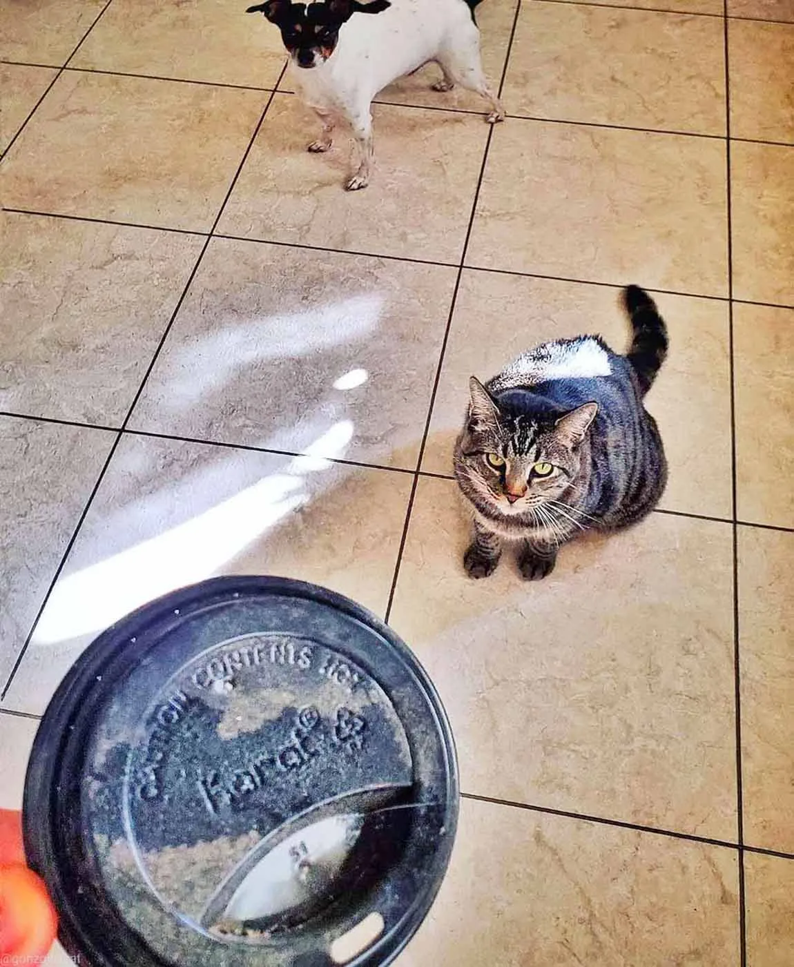 Gato recolecta tesoros para dárselos a sus padres