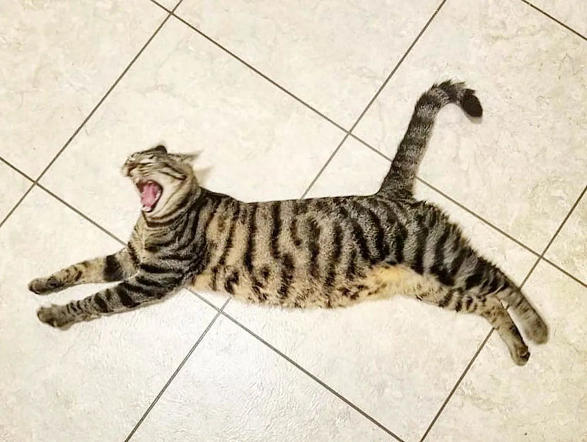 Gato recolecta tesoros