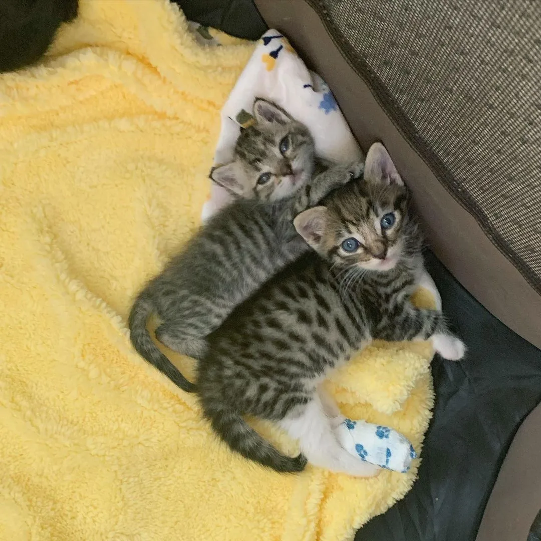Gatos tomando siesta