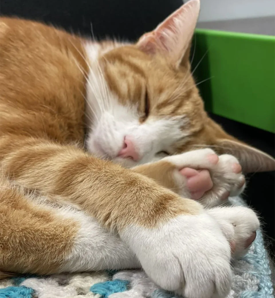 George durmiendo