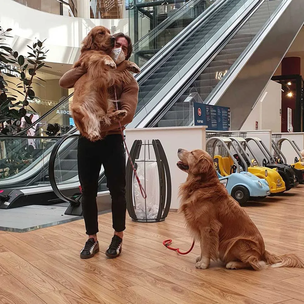 Golden retriever se niega a subir las escaleras eléctricas
